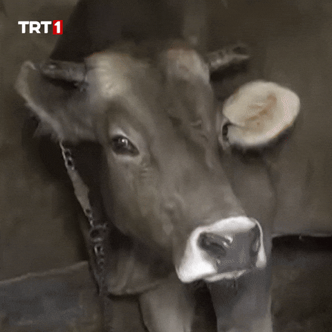 Morning No GIF by TRT