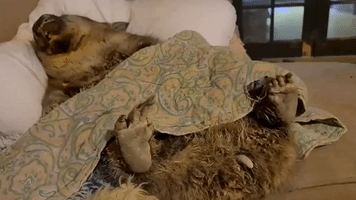 Sweet Dreams! Adorable Wombat Snores, Wiggles Paws During Well-Deserved Nap