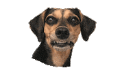 Dog Smile Sticker by Nutella Furacão