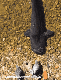 Fishing Pigeon GIF