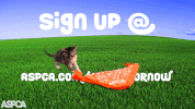 cat kitten GIF by ASPCA