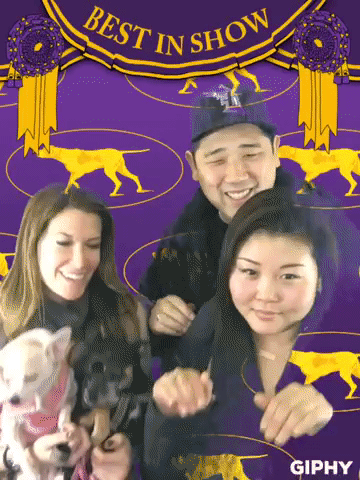 wkcdogshow GIF by Westminster Kennel Club