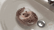 hedgehog GIF