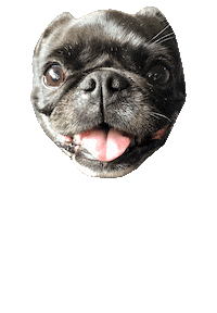 JasonKauz pepe pug pepethepug Sticker