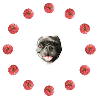 JasonKauz pepe pug donuts pepethepug Sticker
