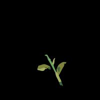 Grow Flower Power GIF