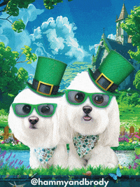 St Patricks Day Dog GIF by HammyandBrody