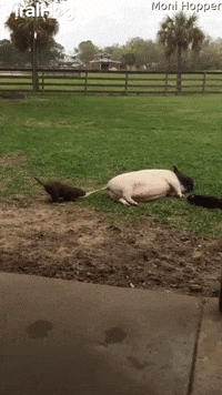 Tail Pulling Puppy Pesters Pot-Bellied Pig GIF by ViralHog