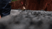 Broom Sweep GIF by JC Property Professionals