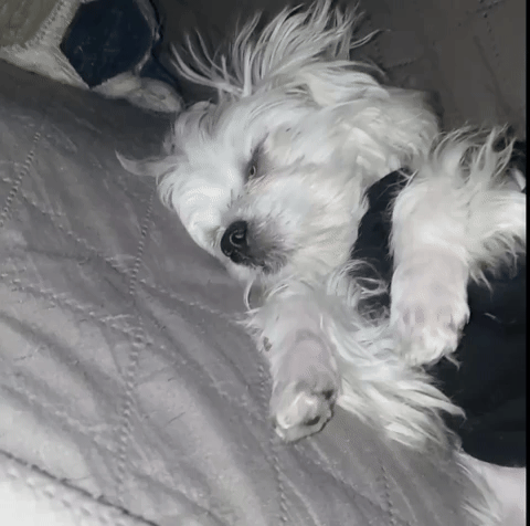 zackarystrader giphycreatortest GIF