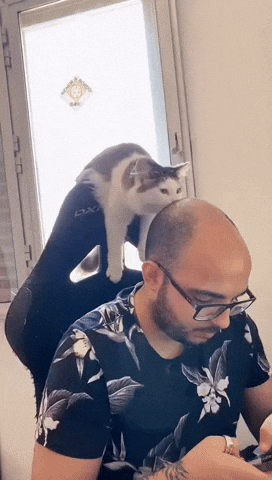 cuteanimalland giphyupload GIF