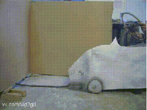 sh GIF
