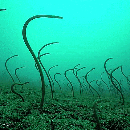 Slither Marine Life GIF by Oceana
