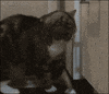 cat goodbye GIF