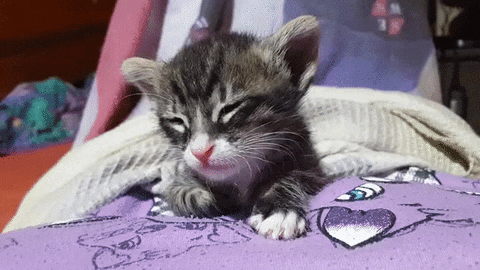 Video gif. Adorable kitten starts to doze off underneath a warm, white blanket and outstretches their white paws to rest their head.