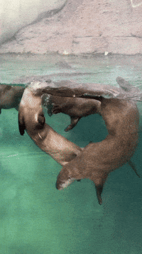 Otters GIF by Valley Zoo Development Society