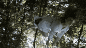 Forests Floating GIF by Zella Day