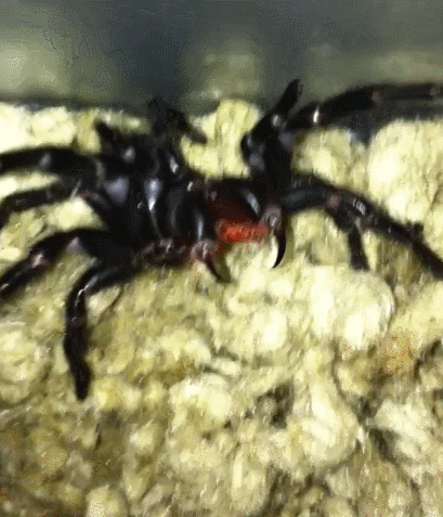 planet spider GIF
