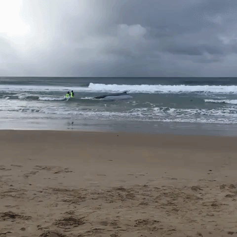 Rescuers Work to Free Humpback Whale Beached at Sawtell