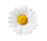 Flower Daisy Sticker by Lime Crime