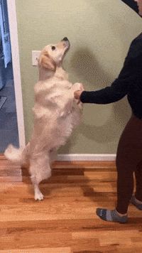 Golden Retriever Dancing GIF by Rigatoni