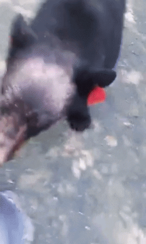 GIF by Mashable