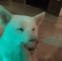 Lock Akita GIF by Casa Nostra Trancoso