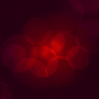 Merry Christmas GIF by Spini