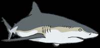 Orejademar shark marine predator tiburon GIF