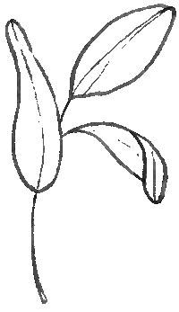 Bloom Hints Sticker