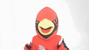 Coop Scarlet GIF by Saginaw Valley State University