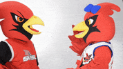 Coop Scarlet GIF by Saginaw Valley State University