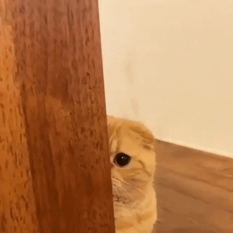 cuteanimalland giphyupload GIF