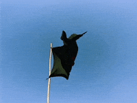 National Flag GIF