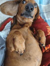 Hot Dog Dogs GIF