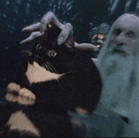 Cat Car GIF