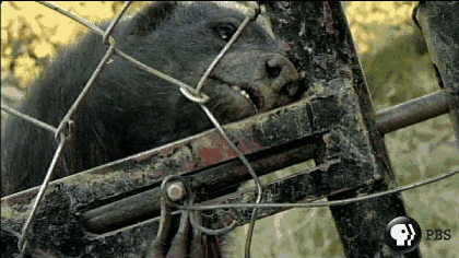 Honey Badger GIF by Nature on PBS
