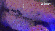 Anemone Fluorescence GIF by Monterey Bay Aquarium