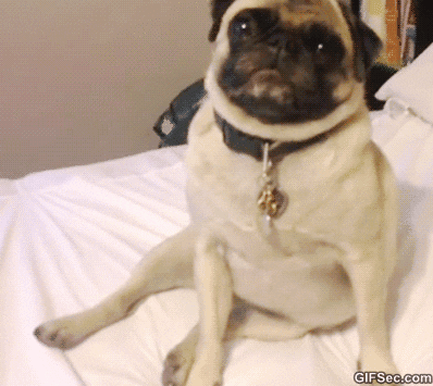 pug GIF