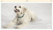 john mulaney lol GIF by Amy Poehler's Smart Girls