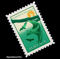NortherHQ australia stamp bats darwin GIF