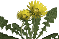 flower mlecz Sticker by polska3d