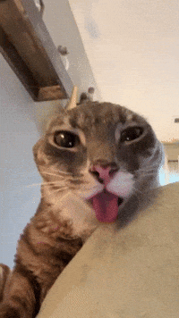 Cat Tongue GIF