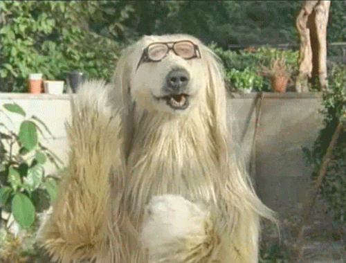 Video gif. A realistic, long-haired dog puppet wearing glasses clapping its hands.
