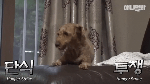SBSTVAnimal giphygifmaker dog animal korea GIF