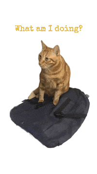 Cat Sticker