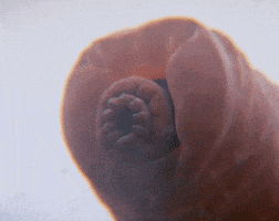 Water Bear GIF by Global Entertainment