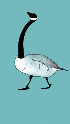 2D Animation Goose GIF