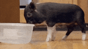 love and hip hop pig GIF by VH1