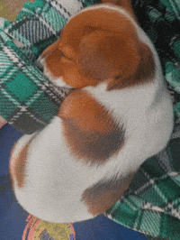 Jackrussell GIF